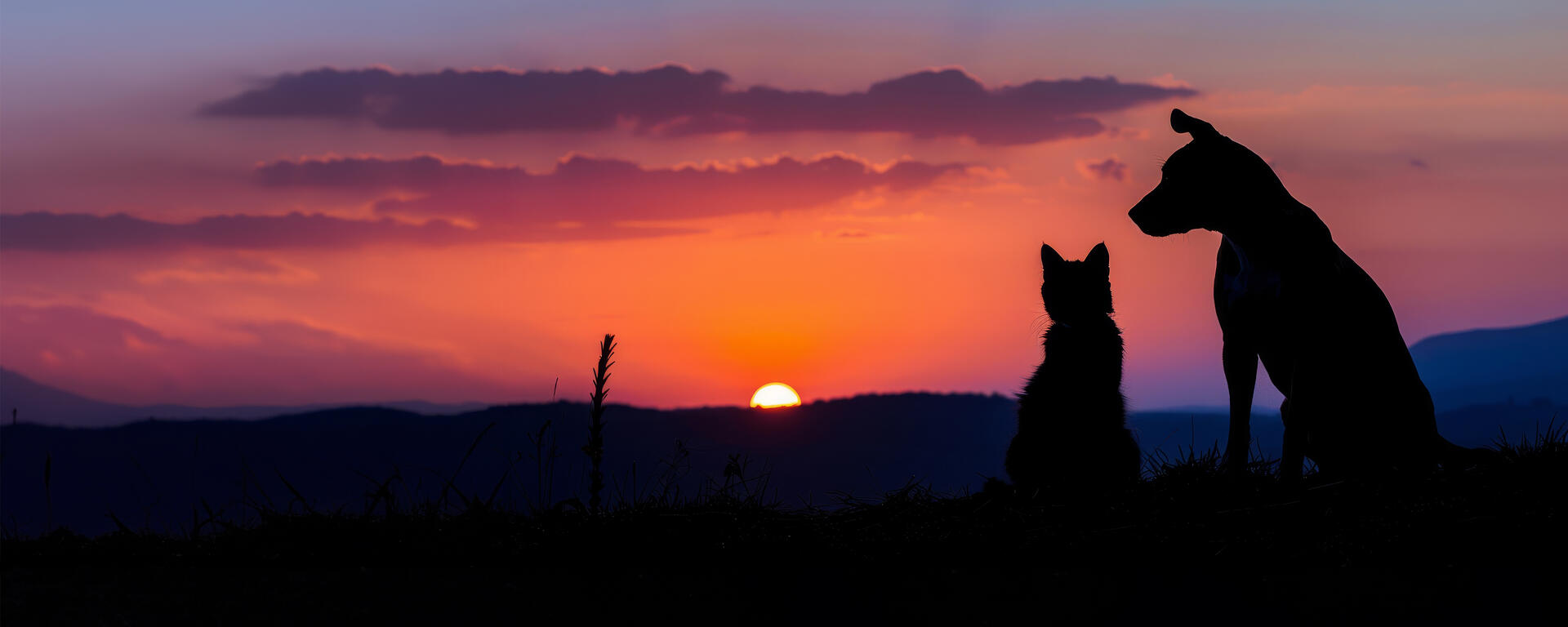 Pet Memorial