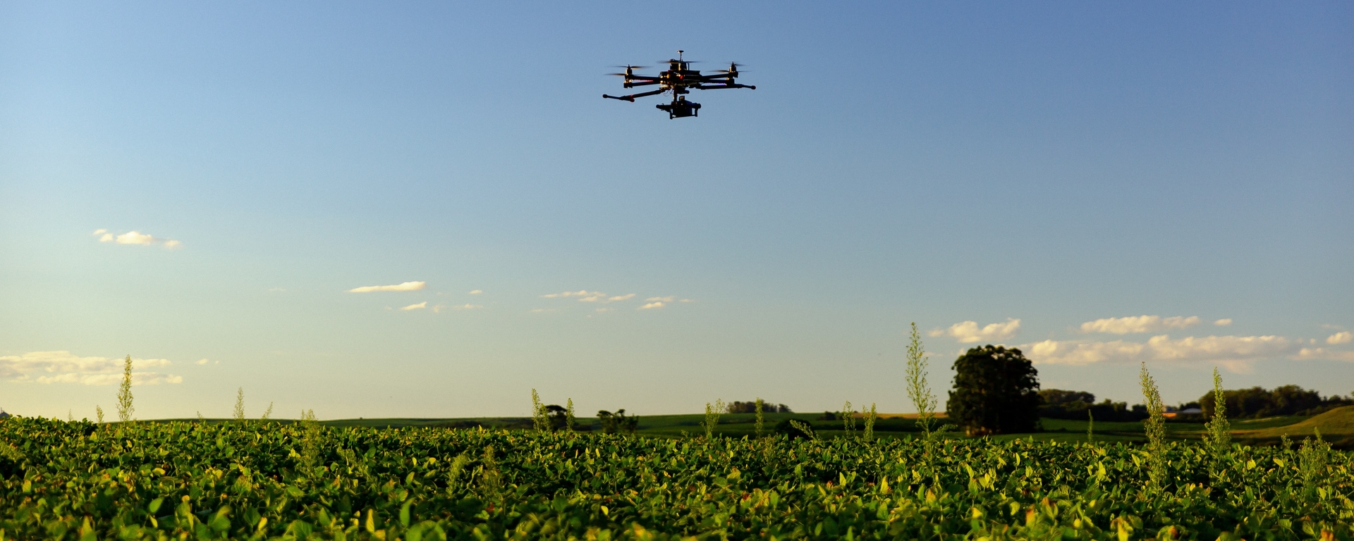 Drone flying over a crop