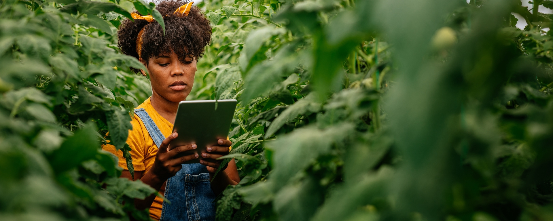 Woman in greenhouse looking at tablet