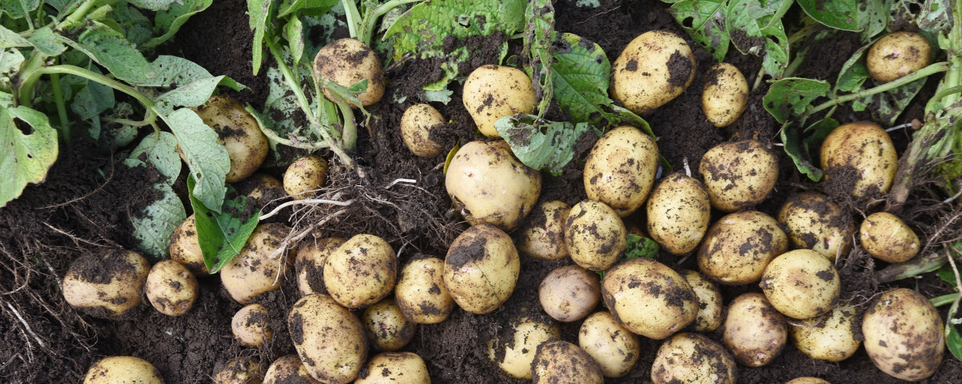 Potatoes in dirt