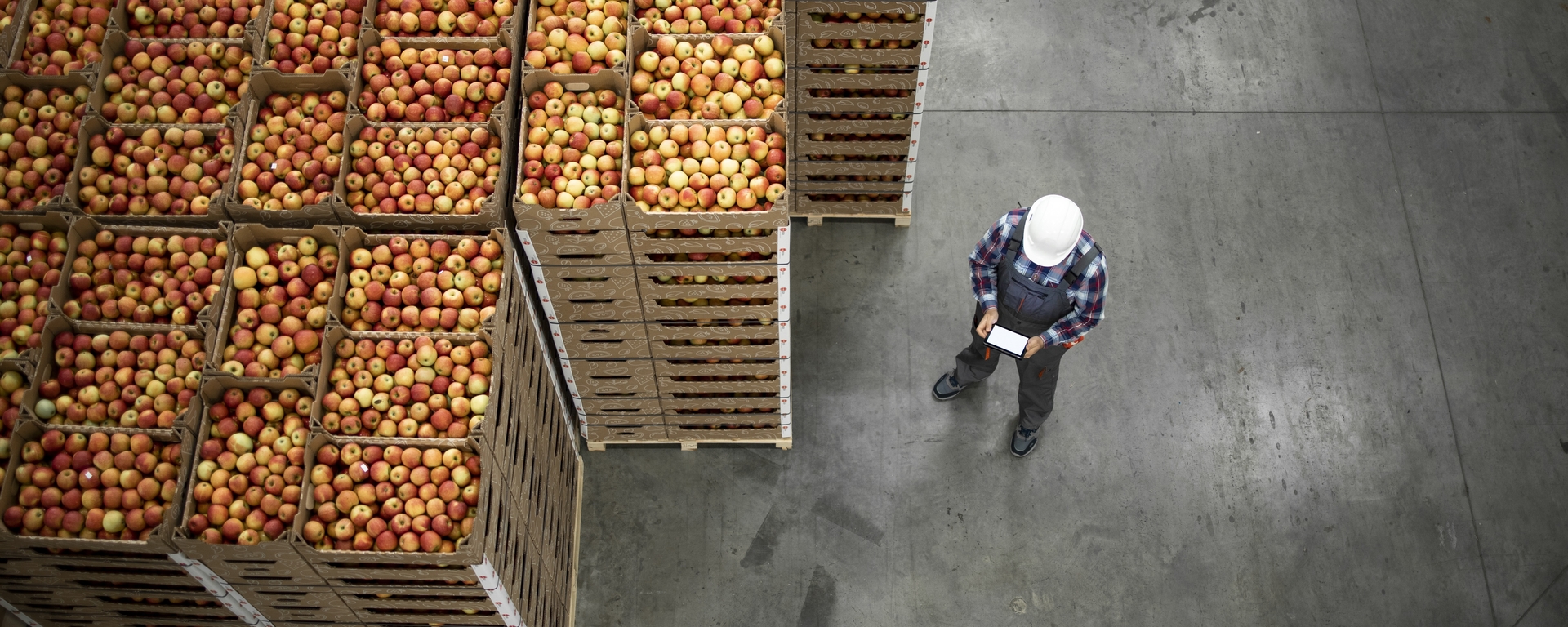 Man standing in warehouse full of packed apples