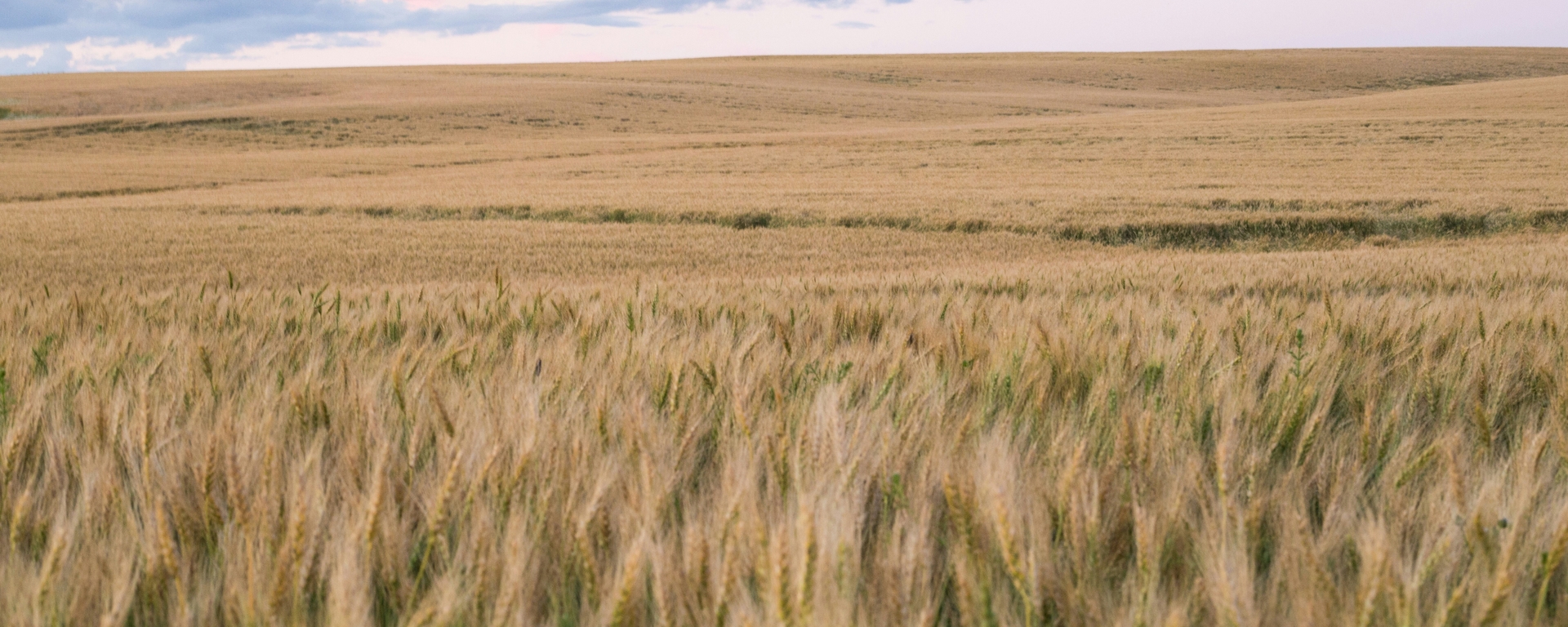 Wheat field