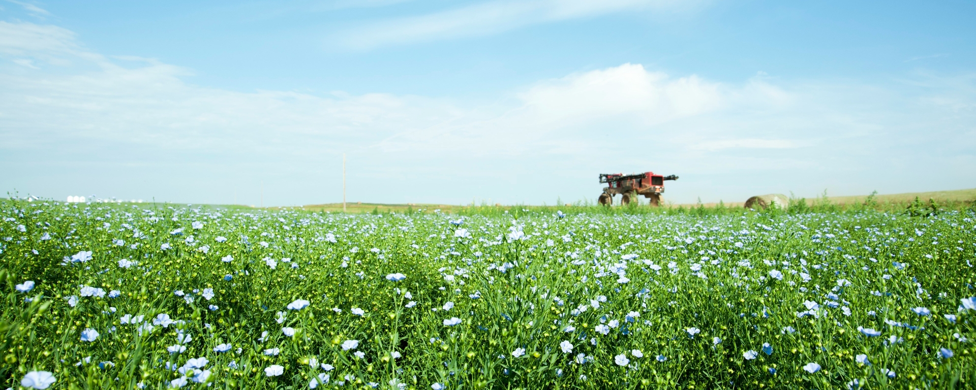 Flax field
