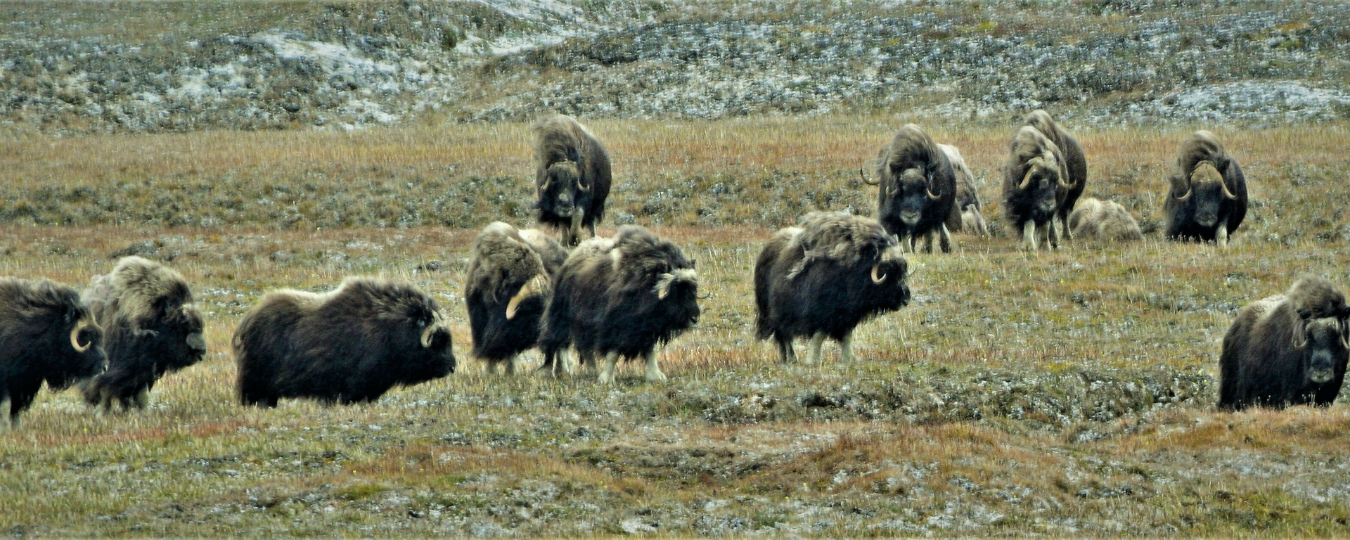 Muskox Grazing