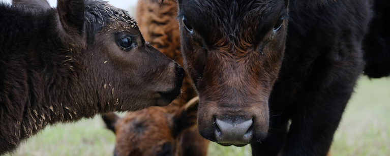 spring newsletter