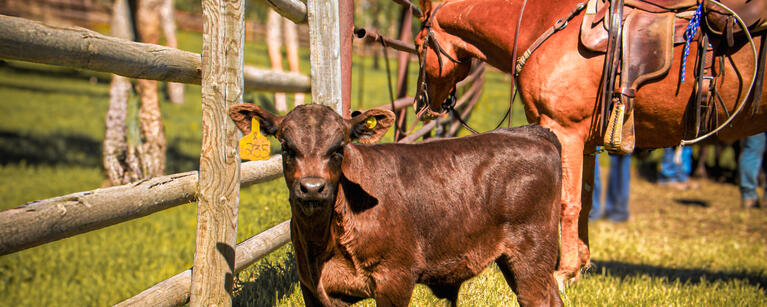 spring newsletter