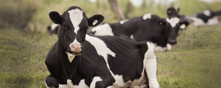 ucvm dairy day