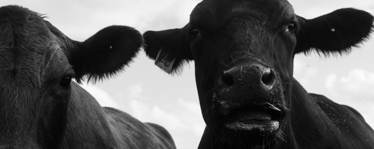 two cows