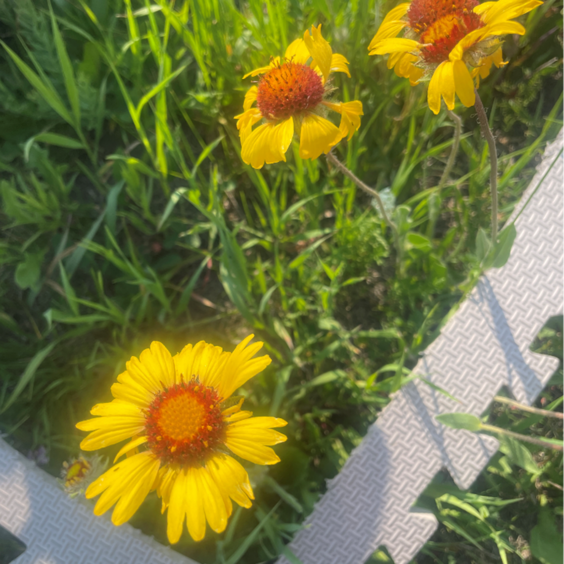 Agrivoltaics Research Park:  Establishing biodiversity baselines before  installation Paul Galpern