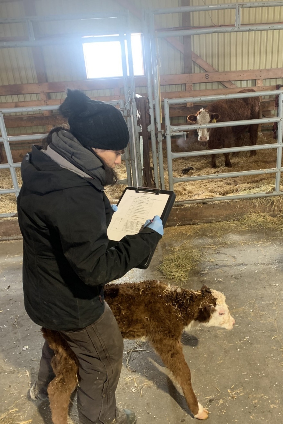 Calving difficulty can be costly for Western Canadian cow-calf operations