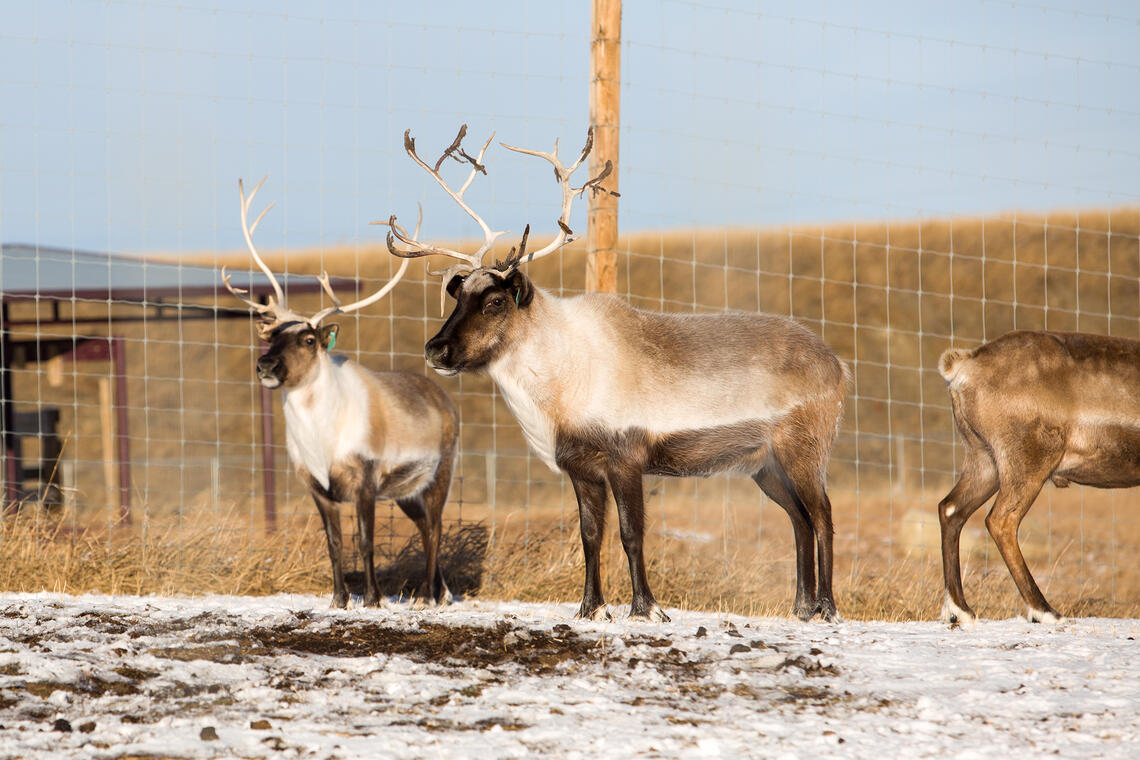 WILDLIFE HEALTH FUND