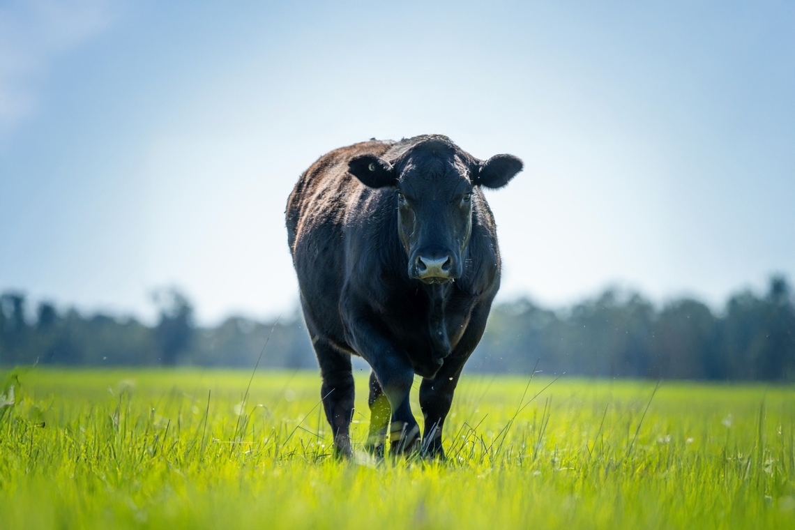 bovine health fund