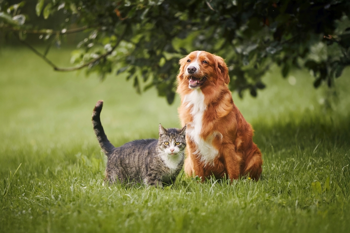 companion animal health fund