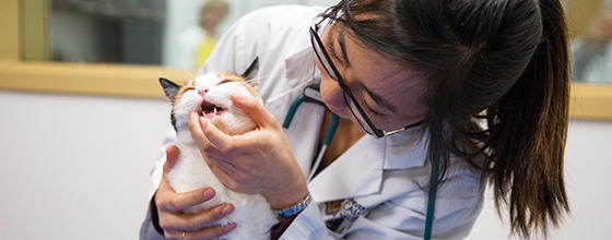 pain welfare pain welfare