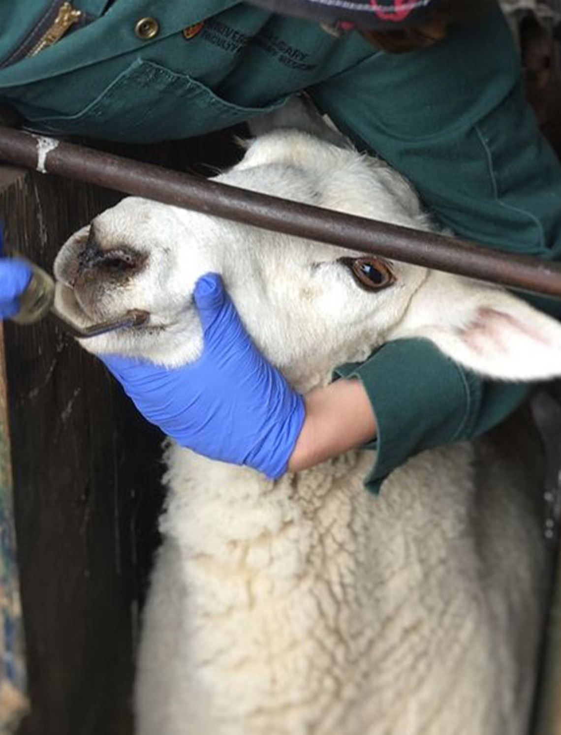 Home Faculty of Veterinary Medicine University of Calgary