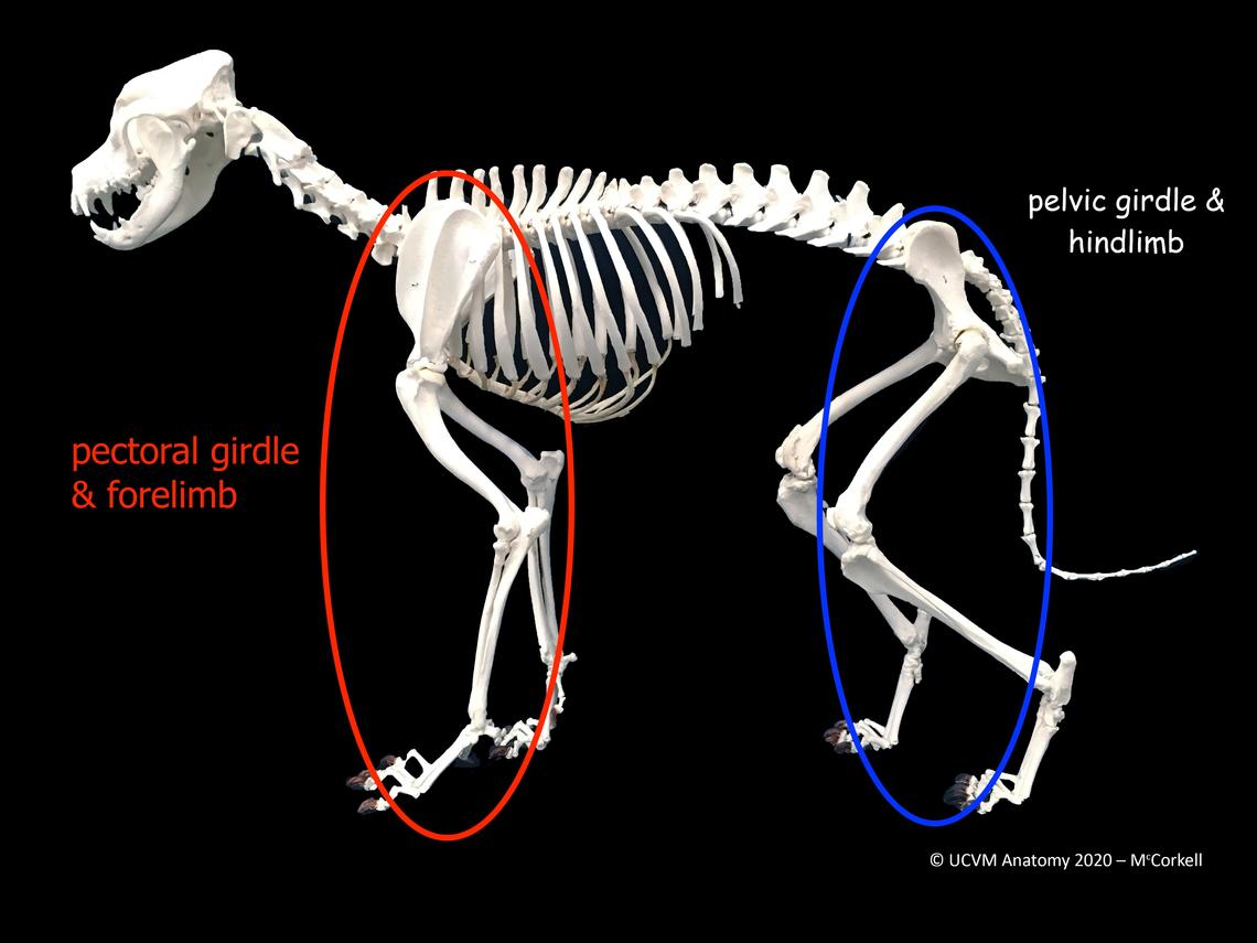 dog pelvis anatomy