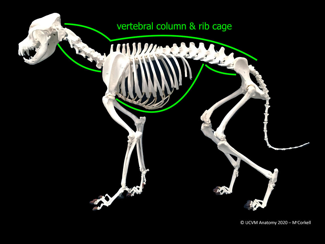 Canine Skeleton