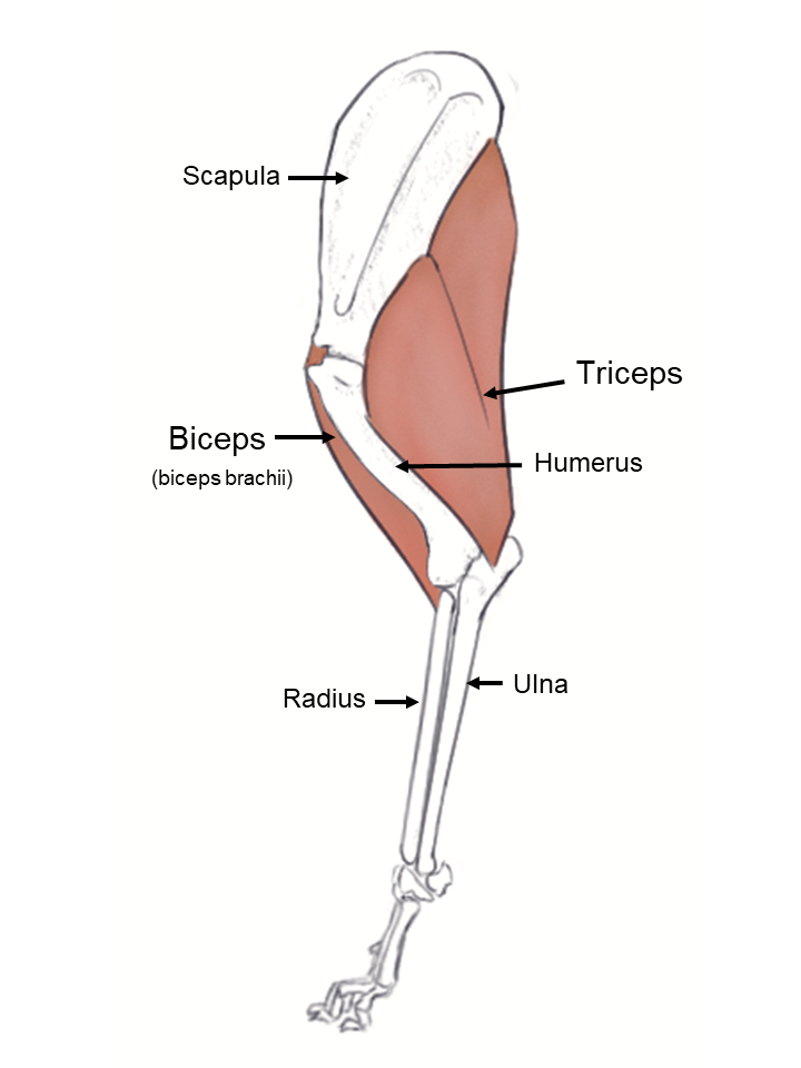 Canine Muscles-Forelimb