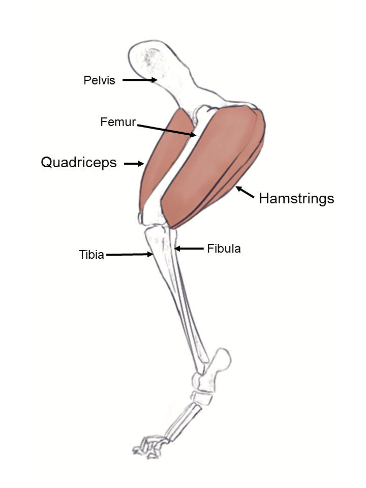 Canine Muscles-Hindlimb