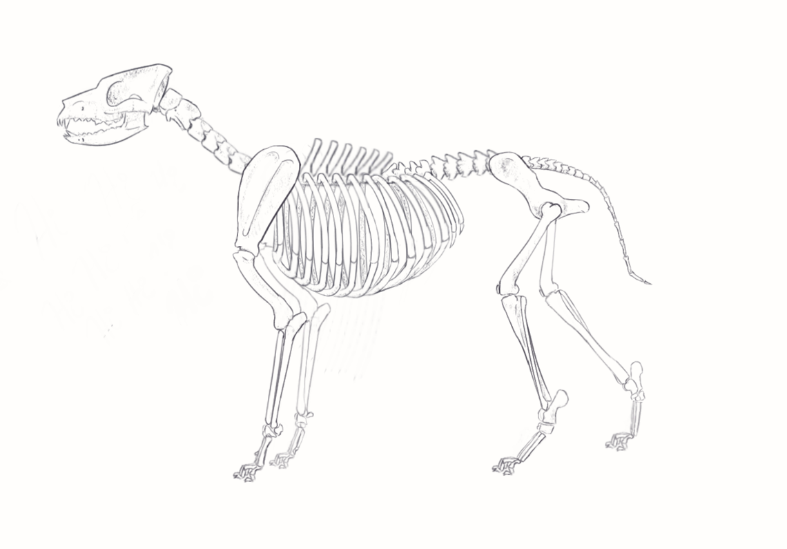 sacral vertebrae cat