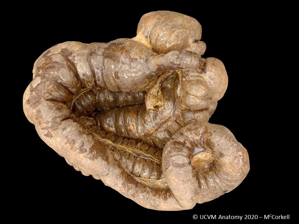 Equine Cecum & Ascending Colon Dorsal View