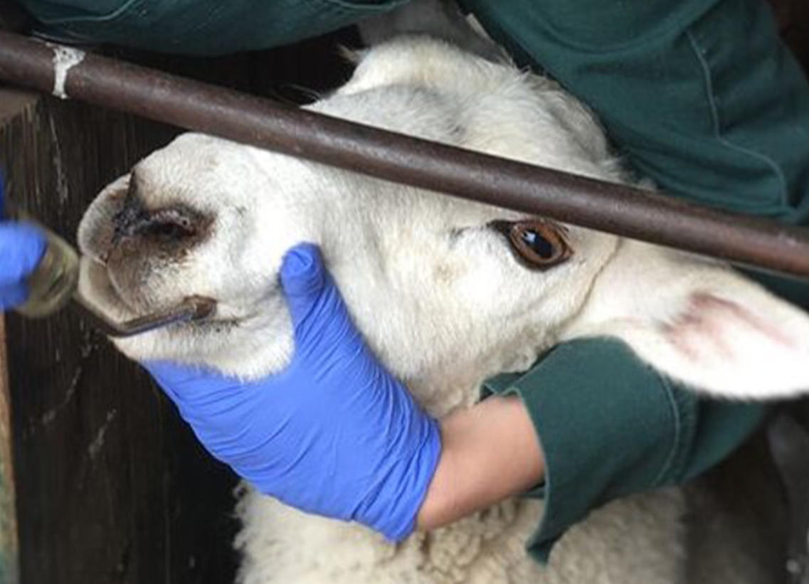 Figure 1 Legend: Administering a dewormer with a syringe
