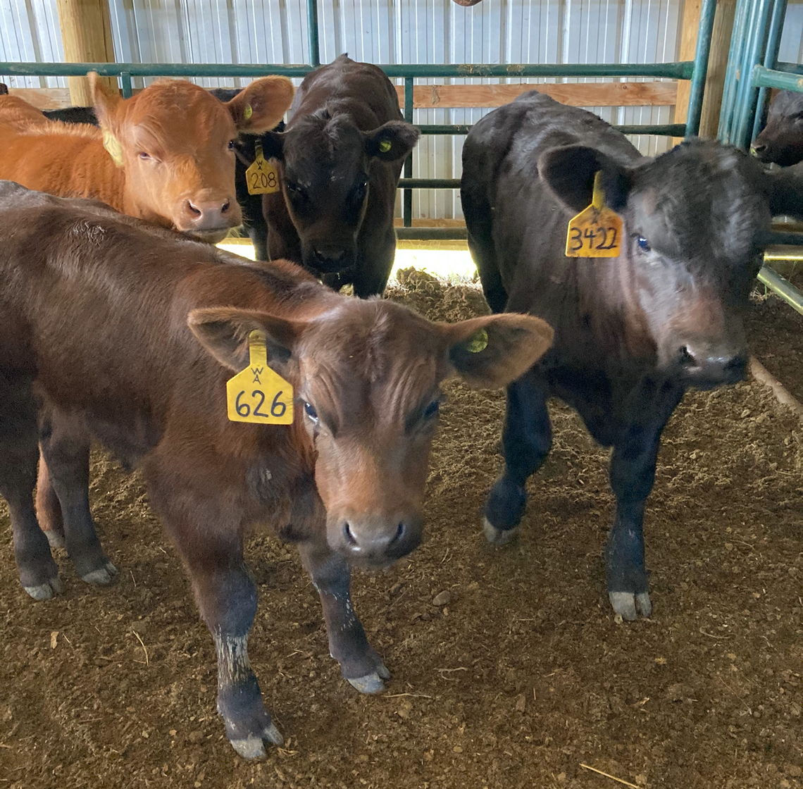 Calf preconditioning study 