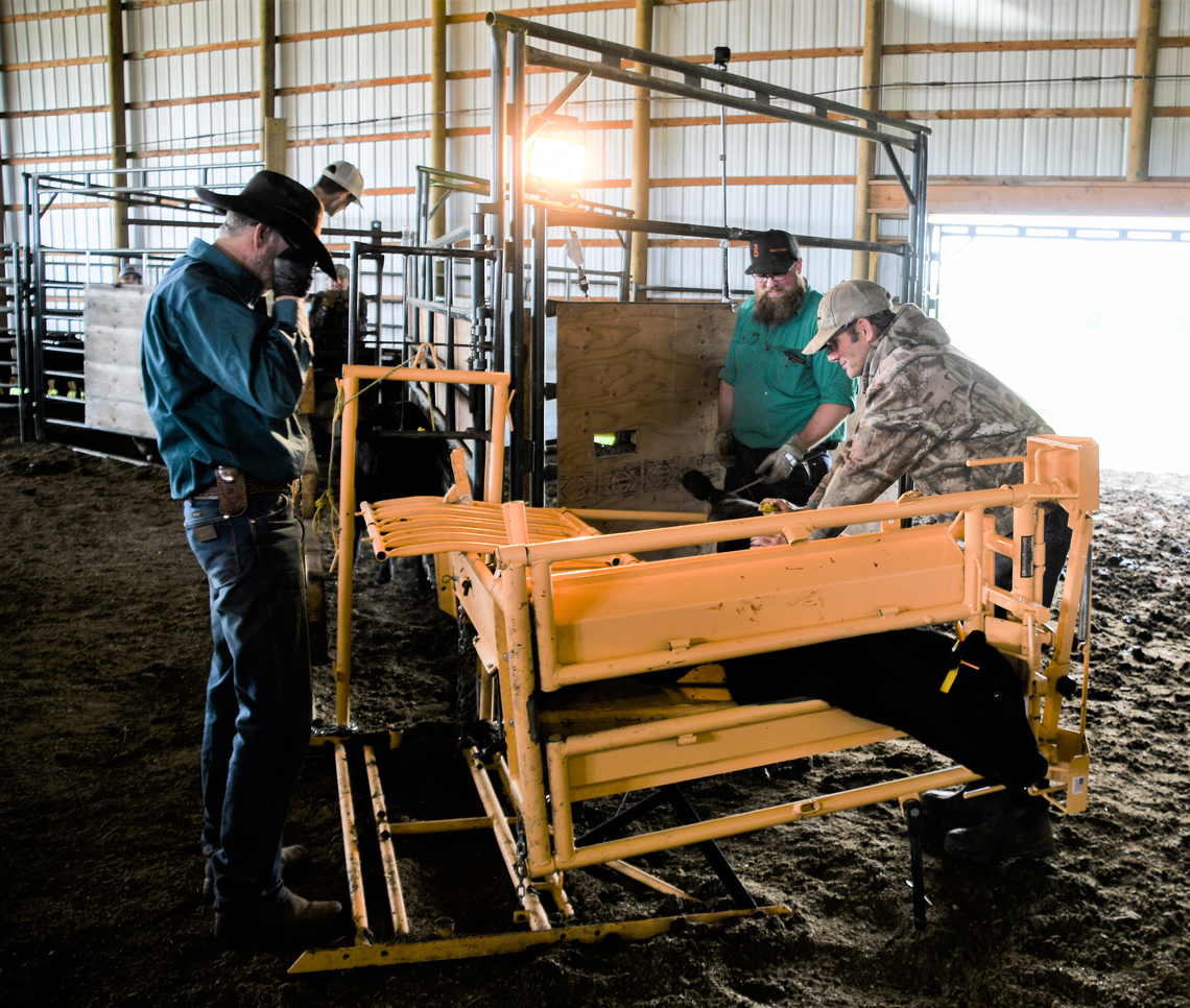 Assisted Calving Observation Study 