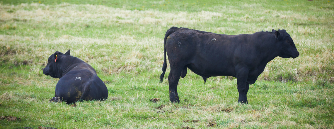 Bull testes must be cooler than body temperature to produce normal, motile and fertile sperm. Furthermore, there are big differences among bulls in sperm quality and fertility and the extent to which those decline when their testes are warmer, for example in hot weather. Our goals are to monitor temperatures (under the scrotal skin plus air temperature near the bull) and bull location and understand how bull behavior (e.g. seeking shade in the afternoon) contributes to keeping testes cool and maintaining sp