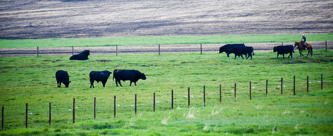 bulls in ranch