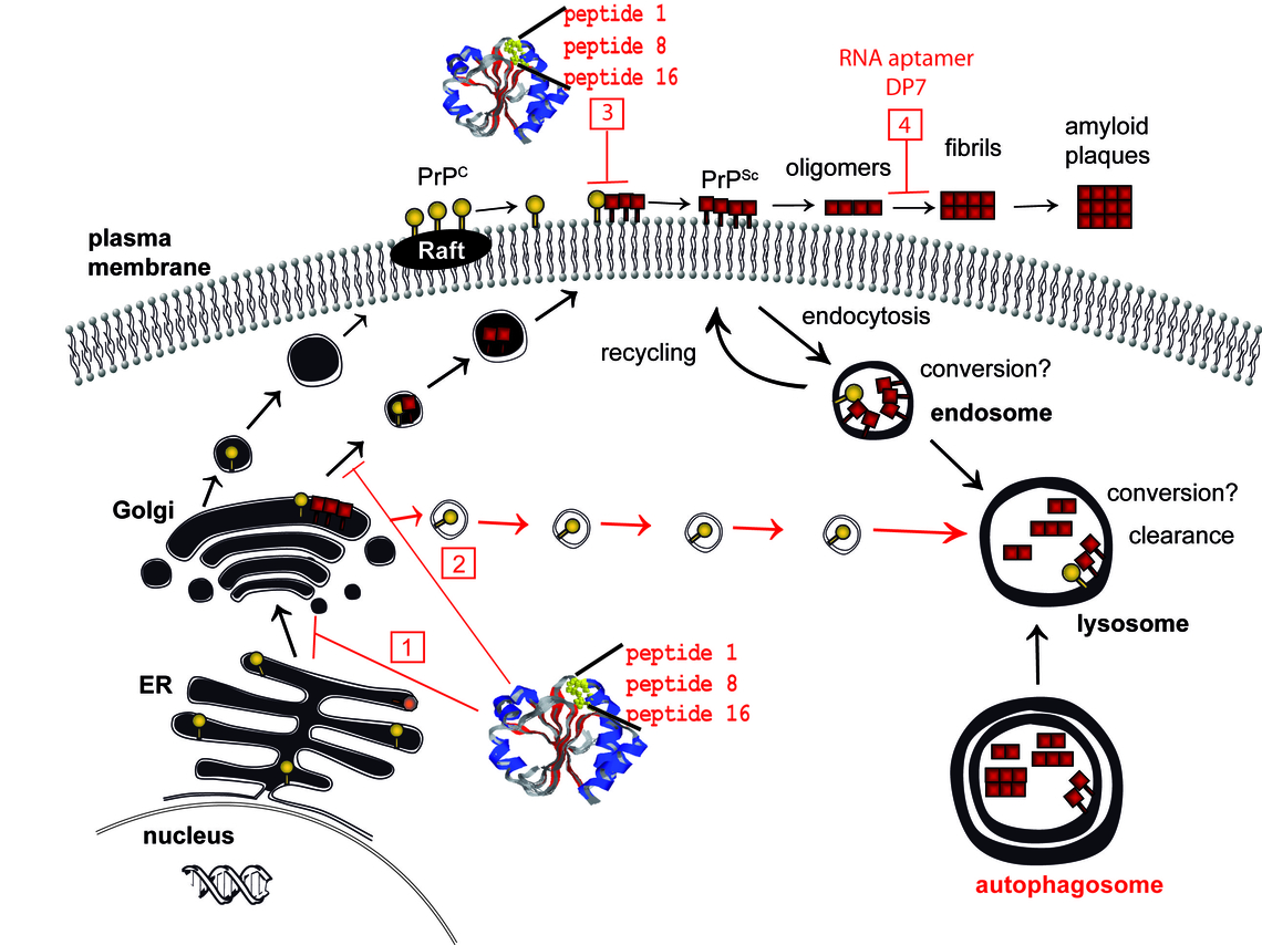 Figure. Targets for therapeutic strategies based on cell biology of prion proteins