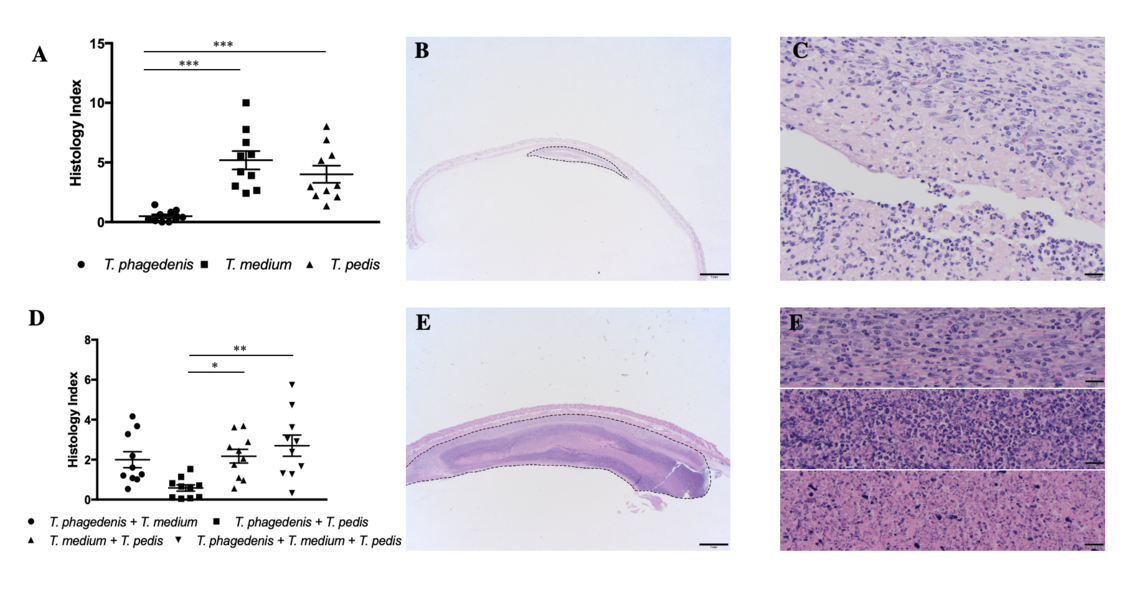 Histopathology of lesions after subcutaneous inoculation with Treponema spp. (haematoxylin and eosin staining).  Arrazuria et al. 2020. Microorganisms.