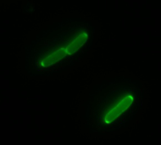 A GFP-labelled protein lights up the periplasm.