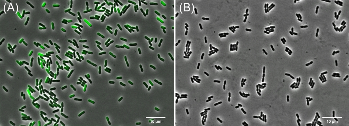 Detection of ROS in E. coli treated with polymyxin B.  ROS levels were detected using CM-H2DCFDA (10 uM). (A), polymyxin B treated E. coli. (B), E. coli treated with PBS.  