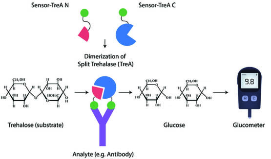 https://pubmed.ncbi.nlm.nih.gov/29411859/ | Drikic and De Buck, 2018, Biotechnology and Bioengineering