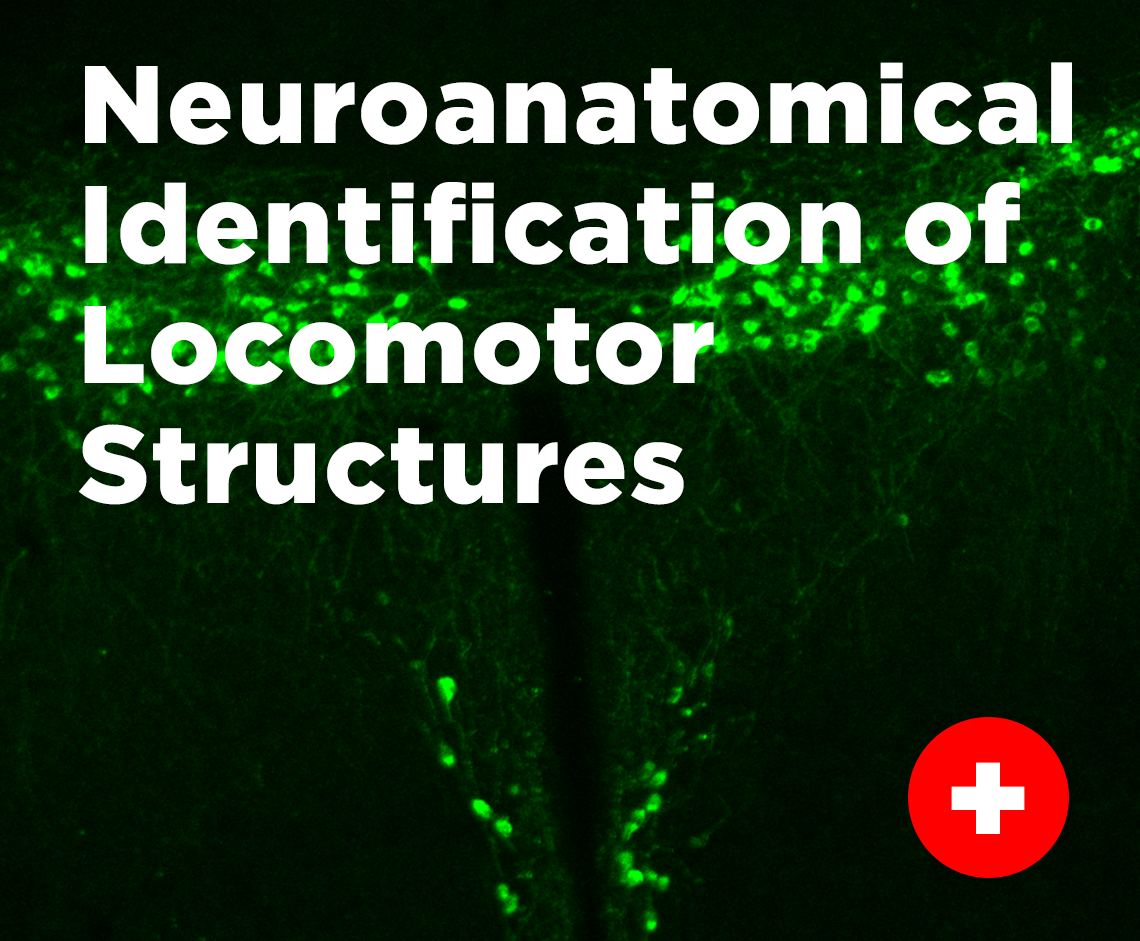 Neuroanatomical Identification of Locomotor Structures
