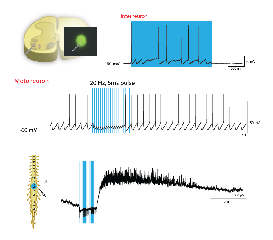 Spinal Cord Slice Preparation