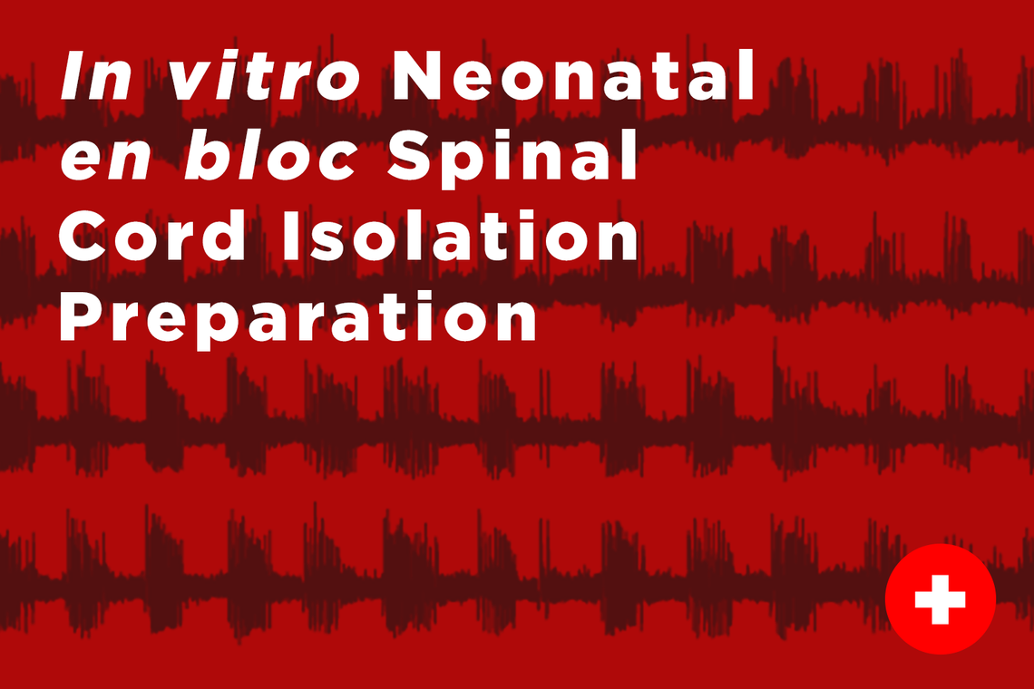 In vitro Neonatal en bloc Spinal Cord Isolation Preparation