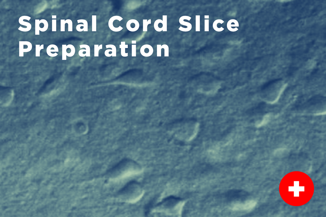 Spinal Cord Slice Preparation