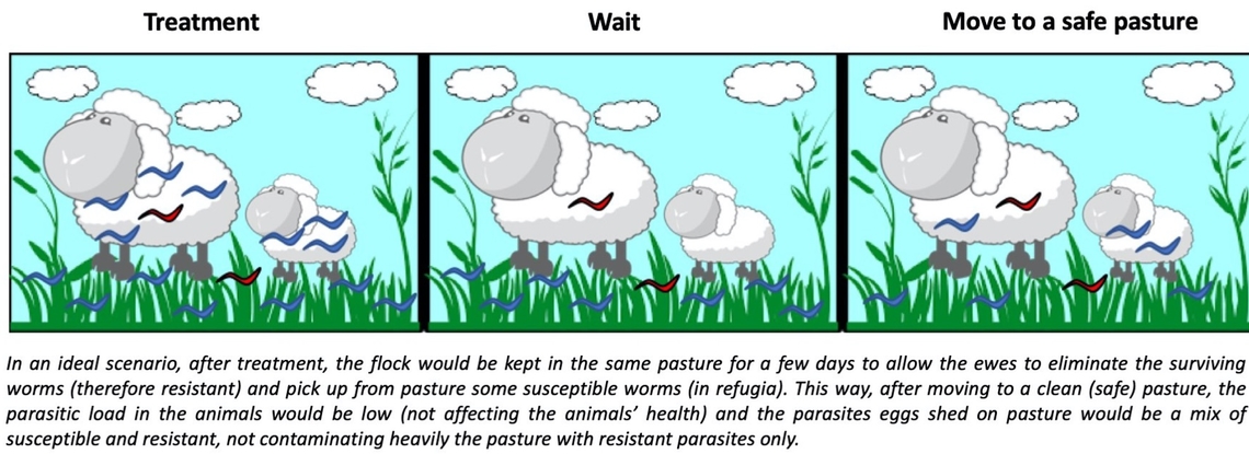 Figure 3: Refugia based strategies for nematode control