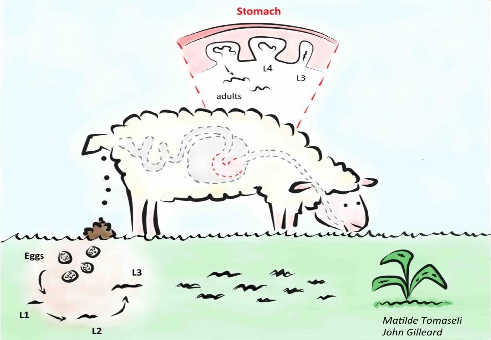 The lifecycle of parasitic roundworms of sheep