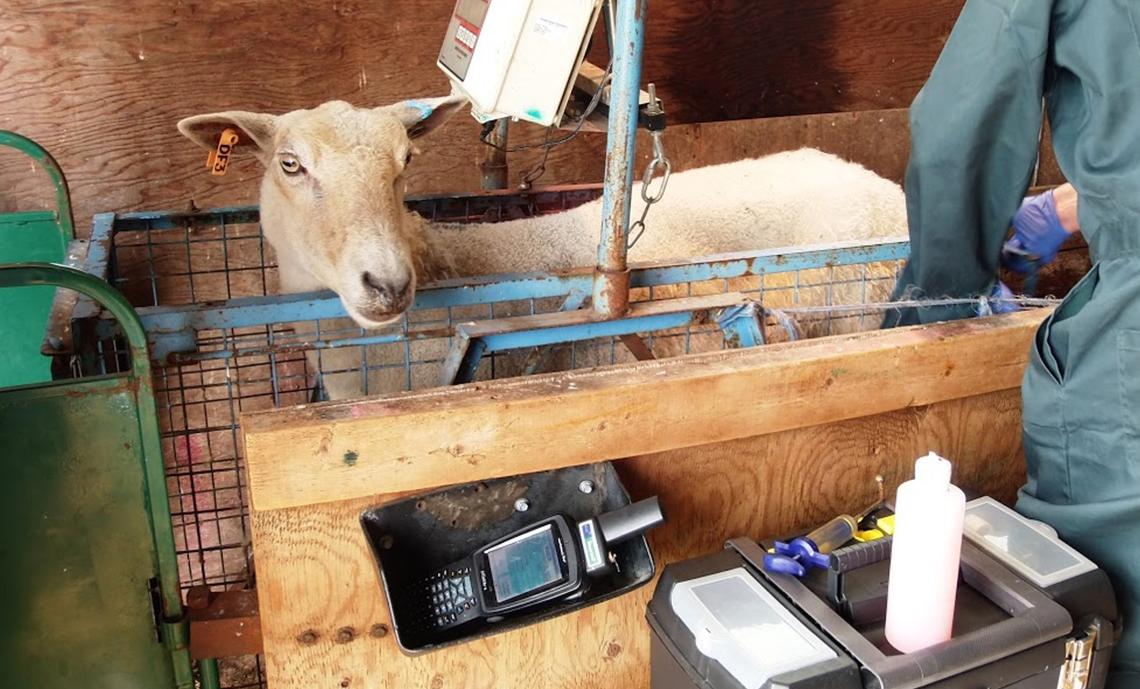 Picture 2. Use a scale to dose according to weight