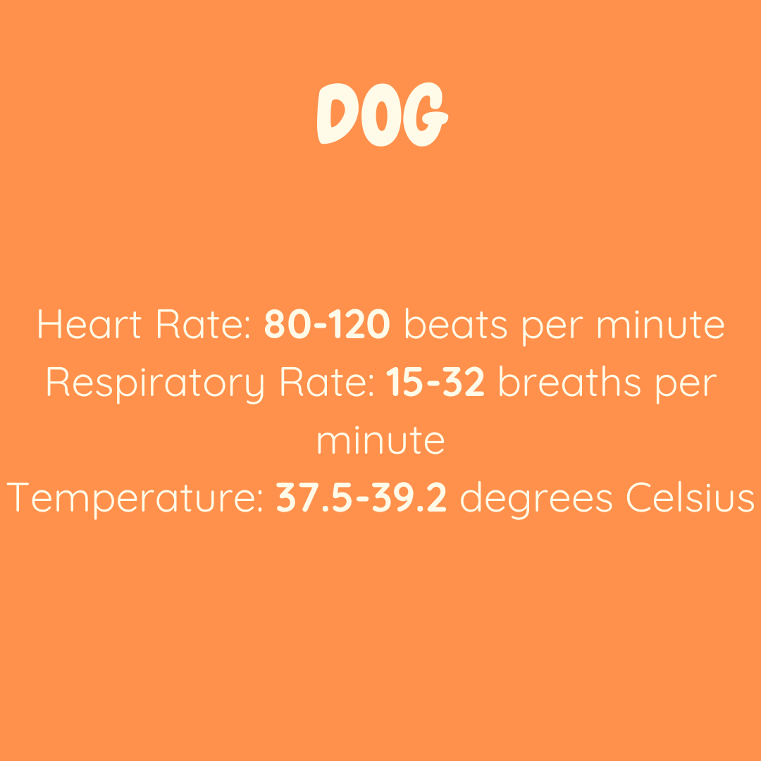 Does A Dogs Heart Beat Differently