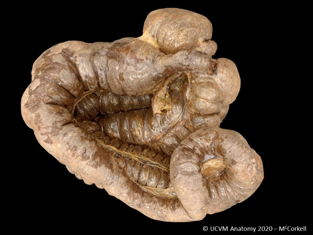 Equine colon and cecum