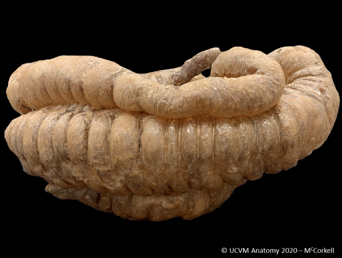 Equine Colon and Cecum Equine Colon and Cecum