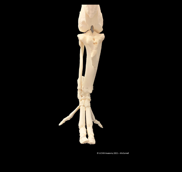 Porcine Foot