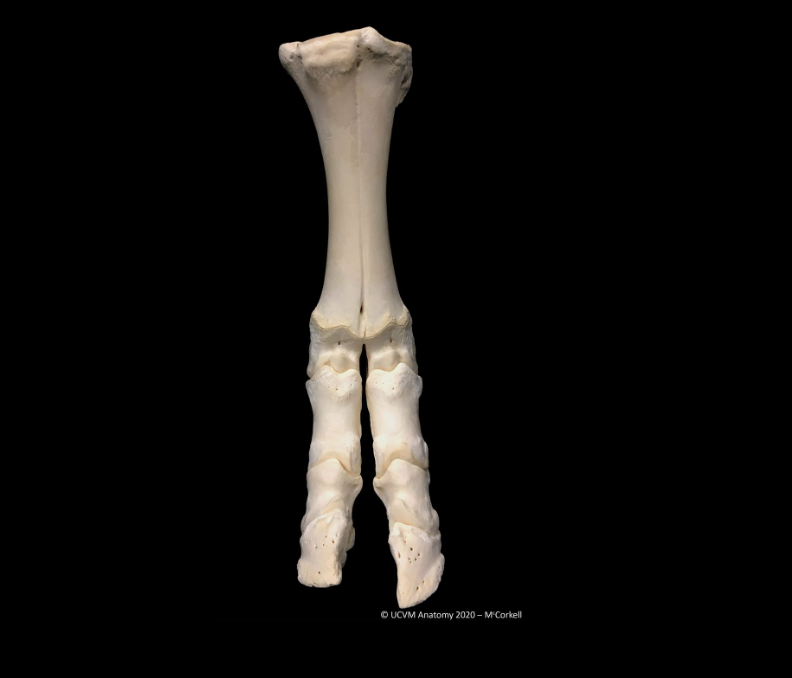 proximal phalanx bone cow