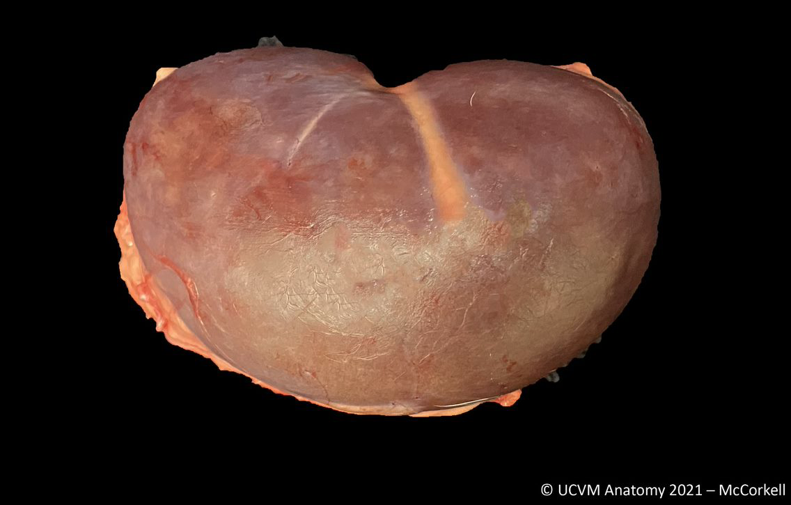 Canine Kidney