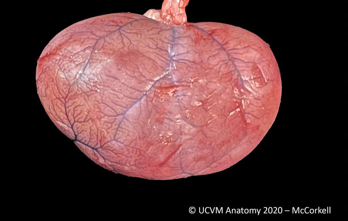 Feline Kidneys