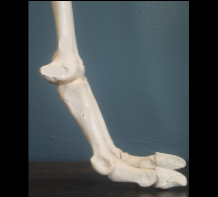 Alpaca Distal Limb